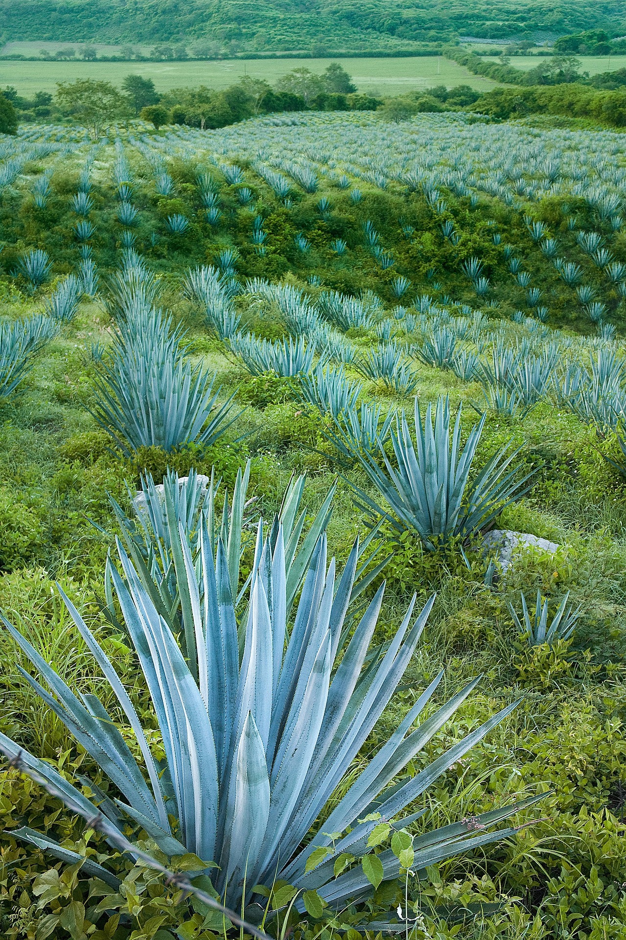 Tequila & Mezcal - Freitag, den 21.08.2026 - 19:30 Uhr